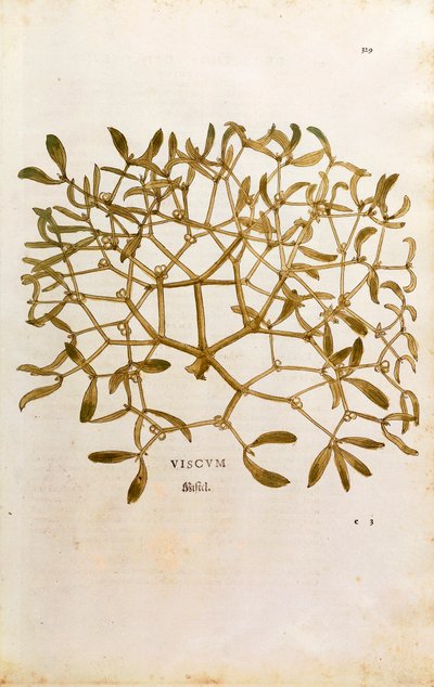 Mistletoe (Viscum album) by Leonhart Fuchs from De historia stirpium commentarii insignes (Notable Commentaries on the History of Plants) coloured engraving بواسطة ليونارد فوكس