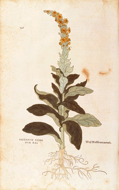 Mullein - Verbascum Thapsus (Verbasco candidum mas) by Leonhart Fuchs from De historia stirpium commentarii insignes (Notable Commentaries on the History of Plants), coloured engraving بواسطة ليونارد فوكس