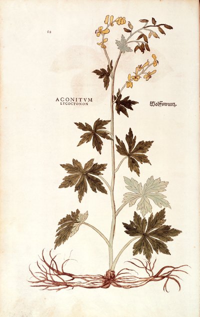 Northern Wolfsbane (Aconitum lycoctonum) بواسطة Leonhart Fuchs من De historyia stirpium commentarii insignes (تعليقات بارزة على تاريخ النباتات) ، نقش ملون بواسطة ليونارد فوكس