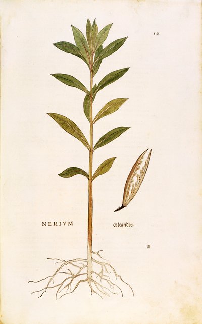 Oleander (Nerium oleander) by Leonhart Fuchs from De historia stirpium commentarii insignes (Notable Commentaries on the History of Plants), coloured engraving بواسطة ليونارد فوكس