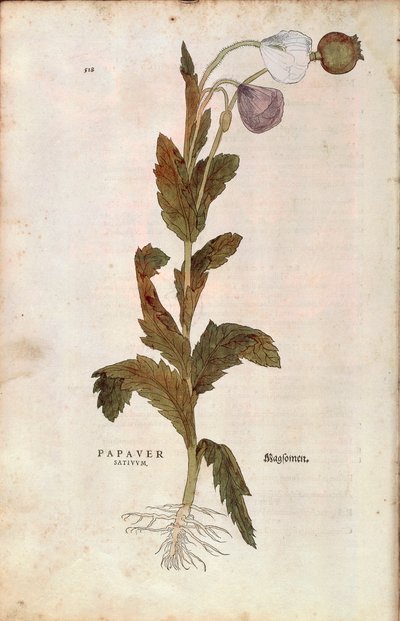 Opium poppy - Papaver somniferum (Papaver satiuum) by Leonhart Fuchs from De historia stirpium commentarii insignes (Notable Commentaries on the History of Plants), coloured engraving بواسطة ليونارد فوكس