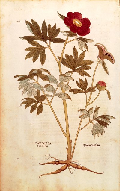 Peony - Paeonia officinalis (Paeonia foemina) by Leonhart Fuchs from De historia stirpium commentarii insignes (Notable Commentaries on the History of Plants), coloured engraving بواسطة ليونارد فوكس