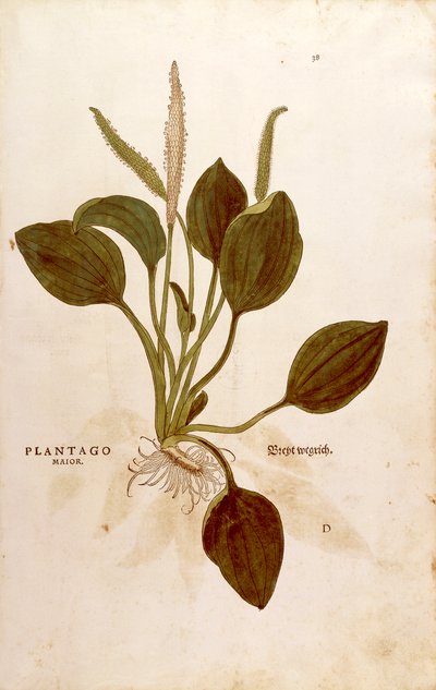لسان الحمل (لسان الحمل الكبير) بقلم ليونهارت فوكس من De historyia stirpium commentarii insignes (تعليقات بارزة على تاريخ النباتات) نقش ملون بواسطة ليونارد فوكس