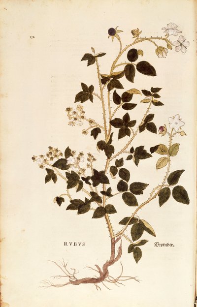 اللوحة: ديوبري (روبوس) ليونهارت فوكس من De historyia stirpium commentarii insignes (تعليقات بارزة على تاريخ النباتات) ، نقش ملون بواسطة ليونارد فوكس