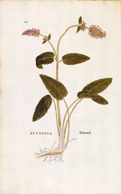 بيتوني أرجواني أو نبتة أسقف - Stachys officinalis (Betonica) بواسطة Leonhart Fuchs من De historyia stirpium commentarii insignes (تعليقات بارزة على تاريخ النباتات) نقش ملون بواسطة ليونارد فوكس