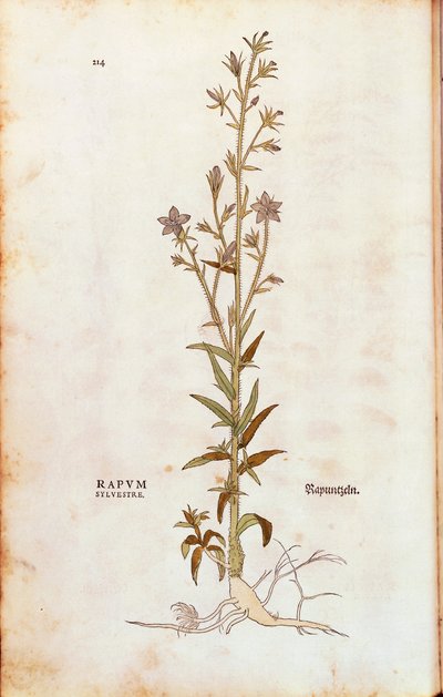 Rampion bellflower - Campanula rapunculus (Rapum sylvestre) بواسطة Leonhart Fuchs من De historyia stirpium commentarii insignes (تعليقات بارزة على تاريخ النباتات) نقش ملون بواسطة ليونارد فوكس