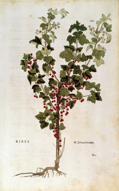 الكشمش الأحمر (Ribes rubrum) بقلم ليونهارت فوكس من كتاب De historia stirpium stirpium commentarii insignes بواسطة ليونارد فوكس