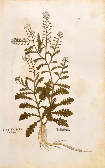 محفظة الراعي - Capsella bursa-pastoris (Pastoria bursa) بقلم Leonhart Fuchs من De historyia stirpium commentarii insignes (تعليقات بارزة على تاريخ النباتات) نقش ملون بواسطة ليونارد فوكس