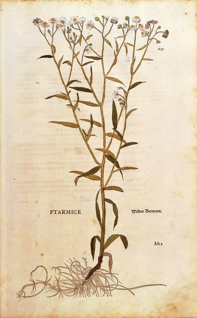 Sneezewort - Achillea ptarmica (Ptarmice) by Leonhart Fuchs from De historia stirpium commentarii insignes (Notable Commentaries on the History of Plants) coloured engraving بواسطة ليونارد فوكس