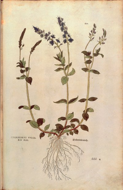 Speedwell - Veronica officinalis or Compact blue speedwell - Veronica allionii (Chamaedrys vulgaris mas) by Leonhart Fuchs from De historia stirpium commentarii insignes (Notable Commentaries on the History of Plants) coloured engraving بواسطة ليونارد فوكس