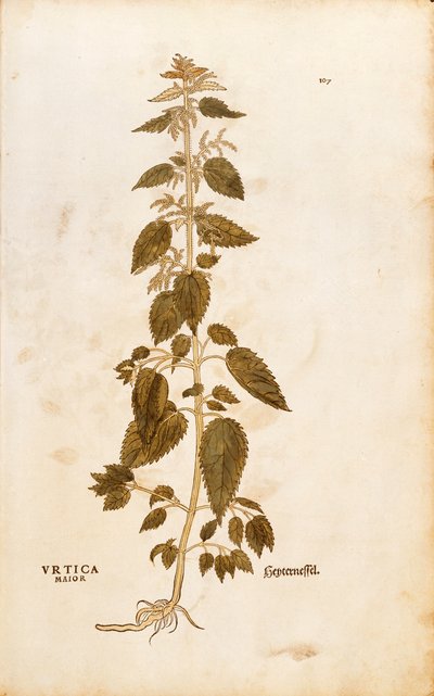 Stinging nettle - Urtica dioica (Urtica maior) by Leonhart Fuchs from De historia stirpium commentarii insignes (Notable Commentaries on the History of Plants), coloured engraving بواسطة ليونارد فوكس
