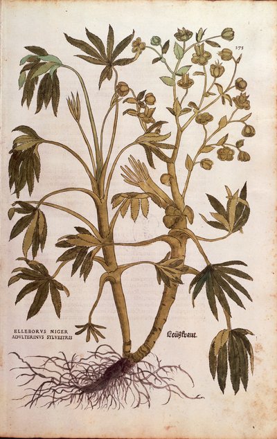 Stinking Hellebore or Dungwort - Helleborus foetidus (Helleborus niger adulterinus sylvestris) by Leonhart Fuchs from De historia stirpium commentarii insignes (Notable Commentaries on the History of Plants), coloured engraving بواسطة ليونارد فوكس