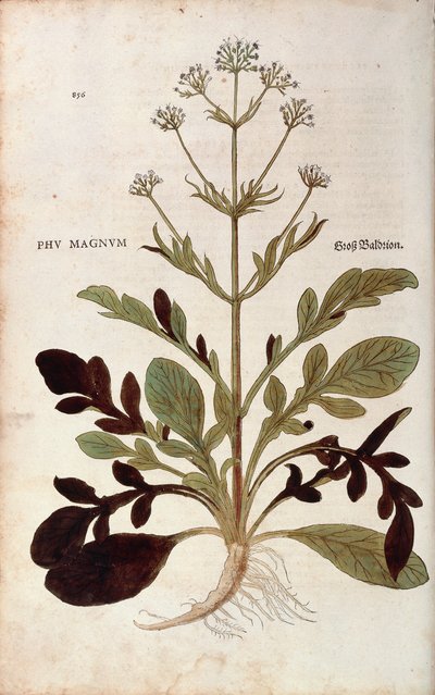 الناردين - فاليريان أوفيسيناليس (فو ماغنوم) بقلم ليونهارت فوكس من De historyia stirpium commentarii insignes (تعليقات بارزة على تاريخ النباتات) نقش ملون بواسطة ليونارد فوكس