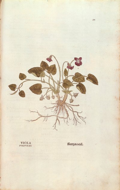 Violet (Viola odorata) by Leonhart Fuchs from De historia stirpium commentarii insignes (Notable Commentaries on the History of Plants), coloured engraving بواسطة ليونارد فوكس