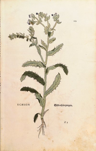 Viper Bugloss أو Blueweed - Echium vulgare (Echion) بواسطة Leonhart Fuchs من De historyia stirpium commentarii insignes (تعليقات بارزة على تاريخ النباتات) نقش ملون بواسطة ليونارد فوكس