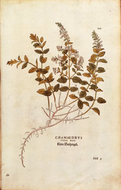 Wall Germander - Teucrium chamaedrys (Chamaedrys vera mas) by Leonhart Fuchs from De historia stirpium commentarii insignes (Notable Commentaries on the History of Plants) coloured engraving بواسطة ليونارد فوكس