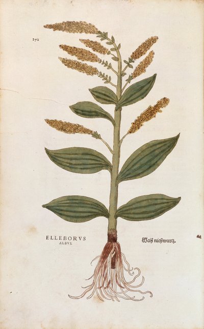 White Hellebore - Veratrum album (Elleborus albus) by Leonhart Fuchs from De historia stirpium commentarii insignes (Notable Commentaries on the History of Plants), coloured engraving بواسطة ليونارد فوكس