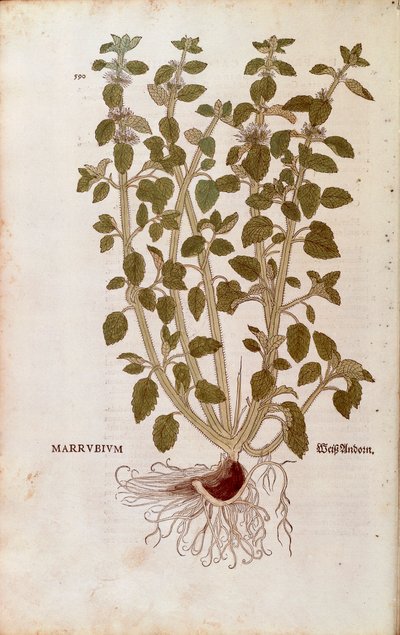 White Horehound (Marrubium vulgare) بواسطة Leonhart Fuchs من De historyia stirpium commentarii insignes (تعليقات بارزة على تاريخ النباتات) نقش ملون بواسطة ليونارد فوكس