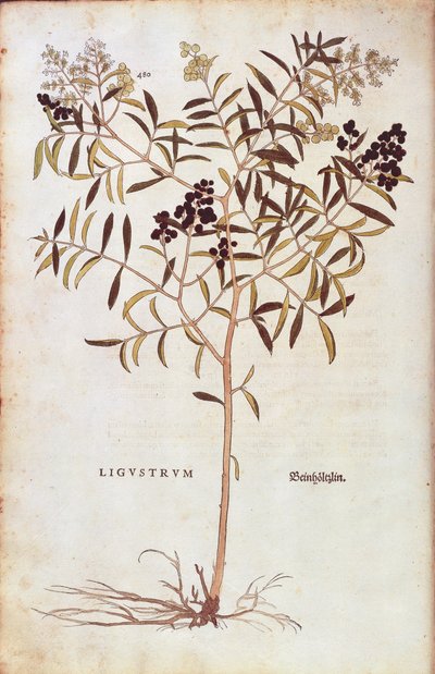 Wild Privet (Ligustrum vulgare) بواسطة Leonhart Fuchs من De historyia stirpium commentarii insignes (تعليقات بارزة على تاريخ النباتات) نقش ملون بواسطة ليونارد فوكس