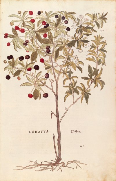 Wild cherry - Prunus avium (Cerasus) by Leonhart Fuchs from De historia stirpium commentarii insignes (Notable Commentaries on the History of Plants) coloured engraving بواسطة ليونارد فوكس