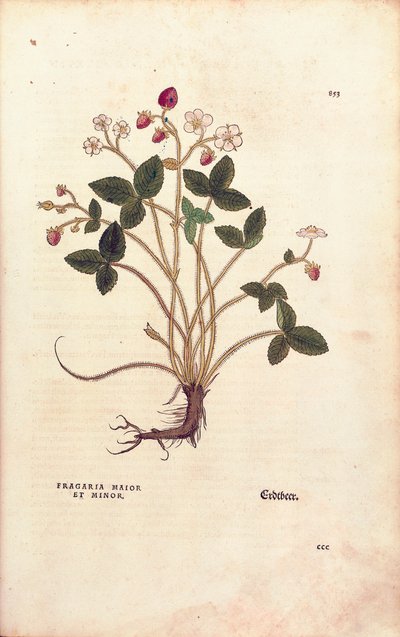 Woodland strawberry - Fragaria vesca (Fragaria maior et minor) by Leonhart Fuchs from De historia stirpium commentarii insignes (Notable Commentaries on the History of Plants), coloured engraving بواسطة ليونارد فوكس