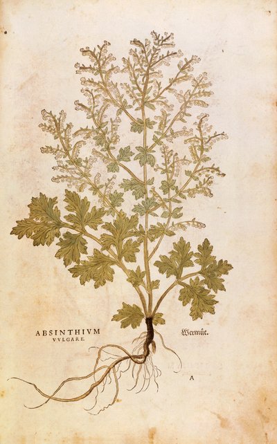 Wormwood - Artemisia absinthium (Absinthium vulgare) by Leonhart Fuchs from De historia stirpium commentarii insignes (Notable Commentaries on the History of Plants), coloured engraving بواسطة ليونارد فوكس