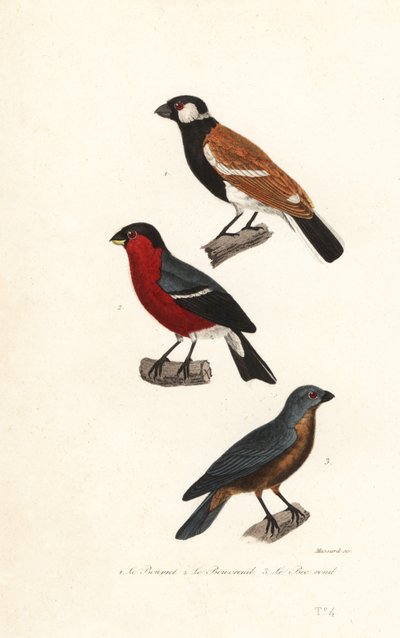 ريونيون أنواع طائر الحسون ، طائر الحسون الأوراسي و grosbeak الأزرق. بواسطة ليوبولد ماسارد