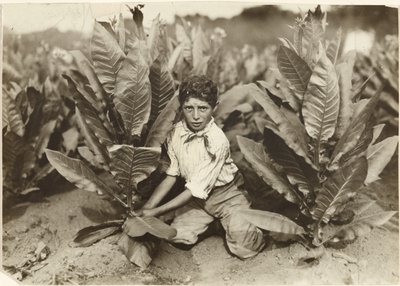 عامل قطف التبغ في مزرعة جيلدرسليف للتبغ في العاشرة من عمره بواسطة لويس دبليو هاين