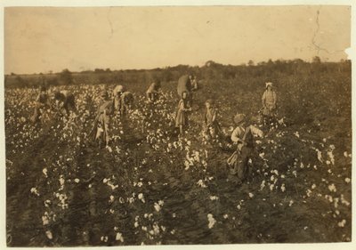 عائلة قطف قطف بالقرب من ماكيني ، تكساس ، 1913 بواسطة لويس ويكس هاين