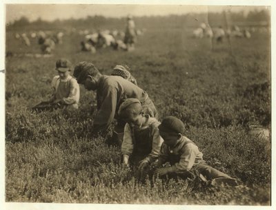 جو أرنو 3 ، قطف التوت البري مع شقيقه 6 وأخته 9 في Whites Bog ، Browns Mills ، نيو جيرسي ، 1910 بواسطة لويس ويكس هاين
