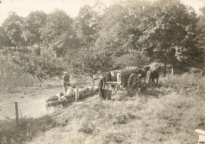 بدون عنوان ، كاليفورنيا. 1935. بواسطة لويس ويكس هاين