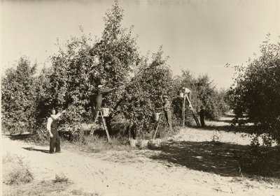 بدون عنوان ، كاليفورنيا. 1935. بواسطة لويس ويكس هاين