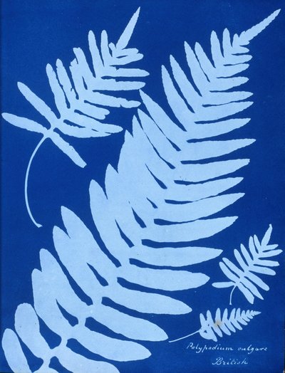 Cyanotype of Polypodium vulgare بواسطة غير معروف غير معروف