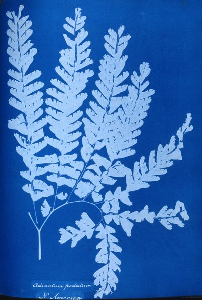 Cyanotype of a North American fern, Adiantum pedatum بواسطة غير معروف غير معروف