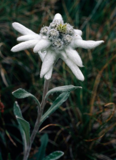 Edelweiss (photo) بواسطة غير معروف غير معروف