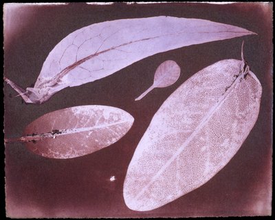 Four leaves by Herschel بواسطة غير معروف غير معروف