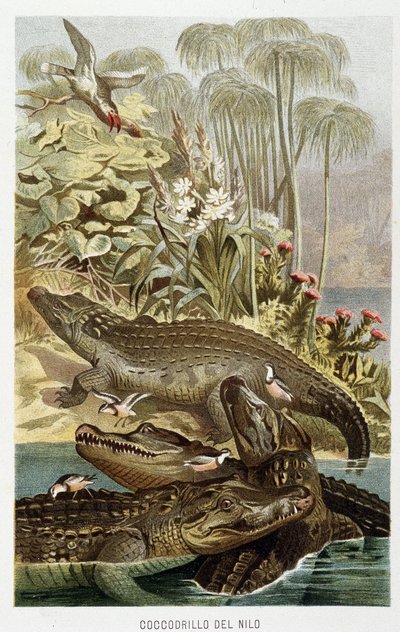 Nile Crocodiles (crocodilus nicoticus) - in “La Vita degli animali” by A.E. Brehm, Torino بواسطة غير معروف غير معروف