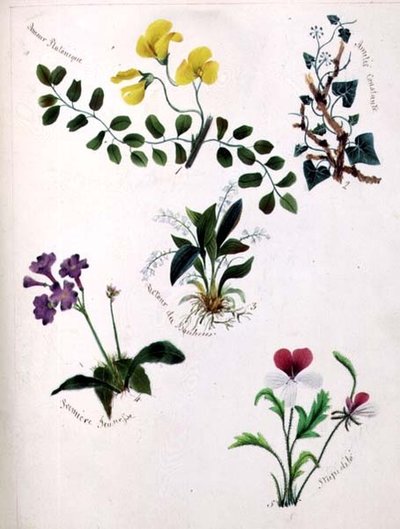 الزهور البرية (صفحة من كتاب تخطيطي مع الآية) بواسطة ليلي كارترايت