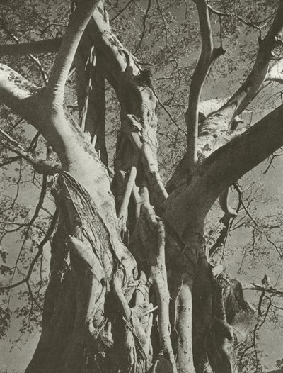 بانيان تري (صورة b / w) بواسطة ليونيل وندت