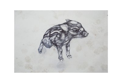 خنزير صغير ، 2015 ، (bic biro on paper) بواسطة لو جيبس