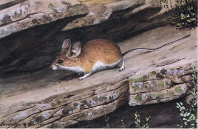 يمثل Big Pined Pinion Mouse العشيرة ذات القدمين البيضاء في الأخاديد الوعرة في الجنوب الغربي بواسطة لويس أغاسيز فويرتيس