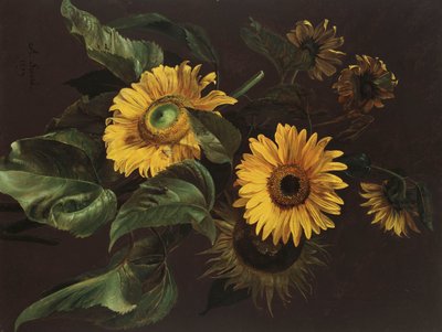 عباد الشمس ، 1839 بواسطة Louis-Apollinaire Sicard