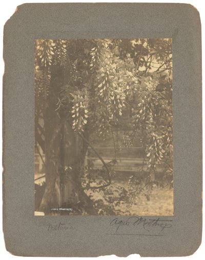 استوديوهات تيفاني ، 1898-1920 (صورة ب / ث) بواسطة لويس كومفورت تيفاني