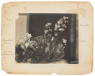 استوديوهات تيفاني ، 1898-1920 (صورة ب / ث) بواسطة لويس كومفورت تيفاني