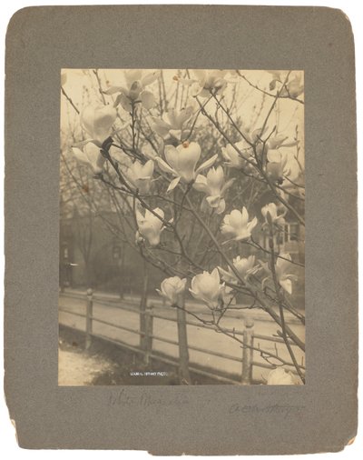 استوديوهات تيفاني ، 1898-1920 (صورة ب / ث) بواسطة لويس كومفورت تيفاني