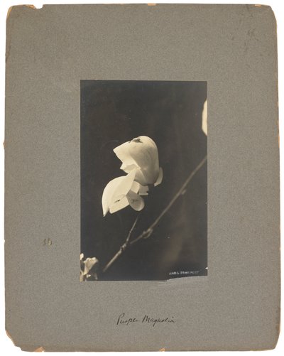استوديوهات تيفاني ، 1898-1920 (صورة ب / ث) بواسطة لويس كومفورت تيفاني