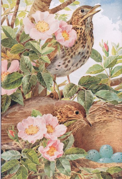 أغنية Thrushes with Nest ، رسم توضيحي من "أيام البلد وطرق البلد" بواسطة لويس فيرفاكس ماكلي