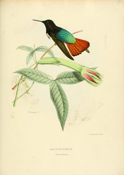 Aglaeactis pamelae بواسطة لويس فيكتور بيفاليت