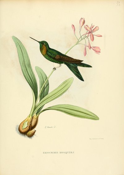 مسجد Eriocnemis بواسطة لويس فيكتور بيفاليت