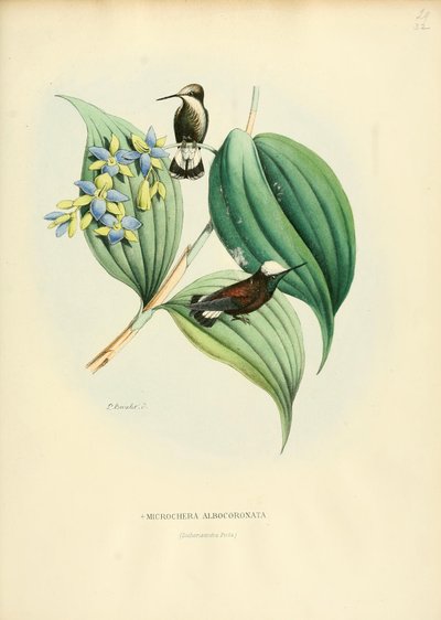 Microchera albocoronata بواسطة لويس فيكتور بيفاليت